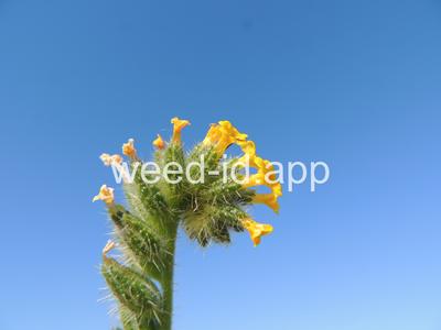 fiddleneck, tarweed
