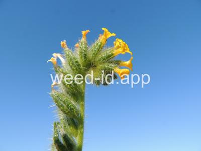 fiddleneck, tarweed