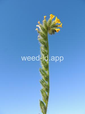 fiddleneck, tarweed