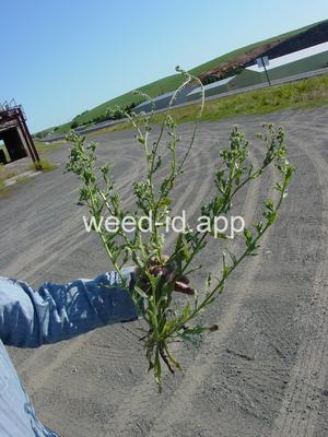 fiddleneck, coast