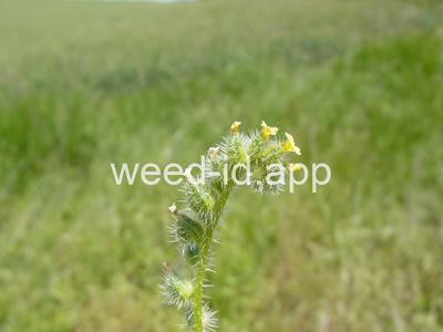 fiddleneck, coast