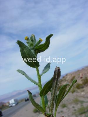 fiddleneck, western