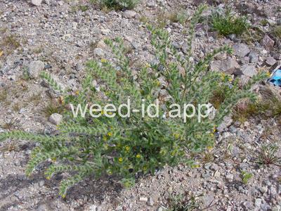 fiddleneck, western