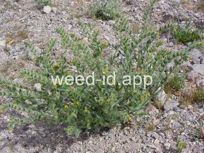 fiddleneck, western