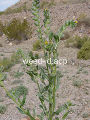 fiddleneck, western
