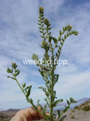 fiddleneck, western
