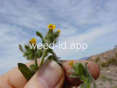 fiddleneck, western