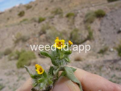 fiddleneck, western