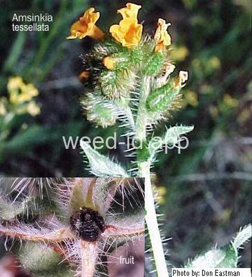 fiddleneck, western