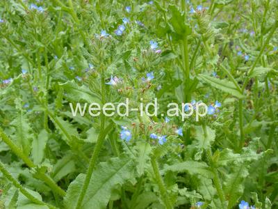 bugloss, small