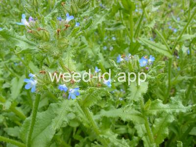 bugloss, small
