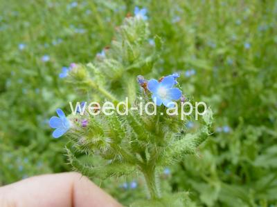 bugloss, small