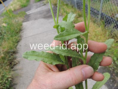 bugloss, small