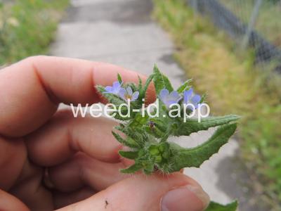 bugloss, small