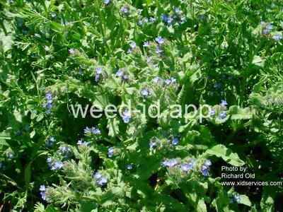 bugloss, small