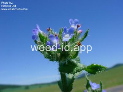 bugloss, small