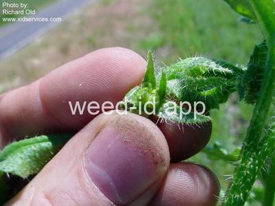 bugloss, small