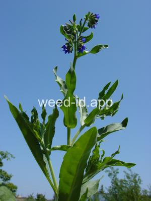 bugloss, common
