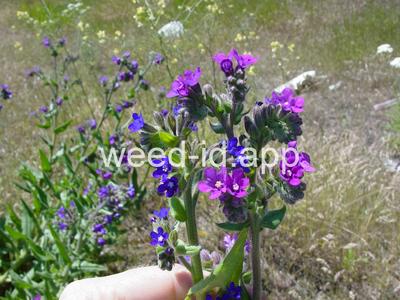 bugloss, common