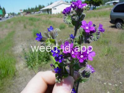 bugloss, common