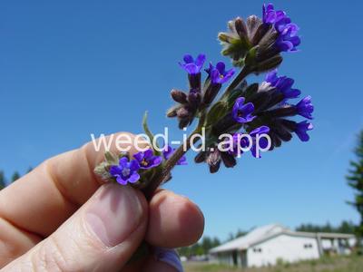 bugloss, common