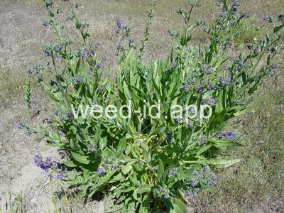 bugloss, common