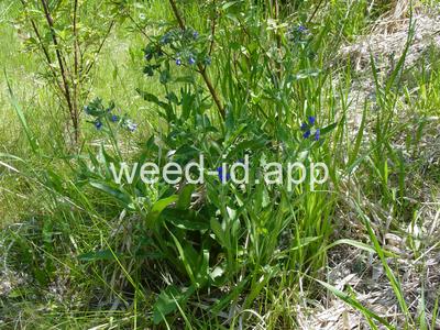 bugloss, common