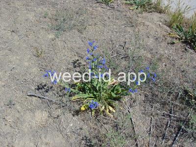 bugloss, common