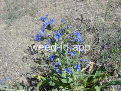 bugloss, common