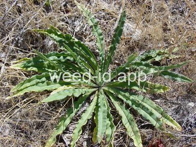 bugloss, common