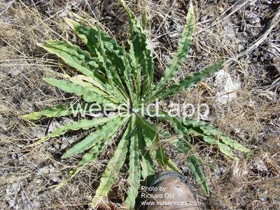 bugloss, common