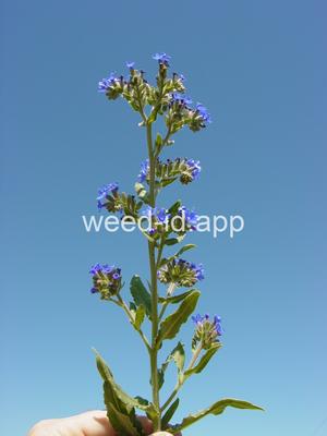 bugloss, common