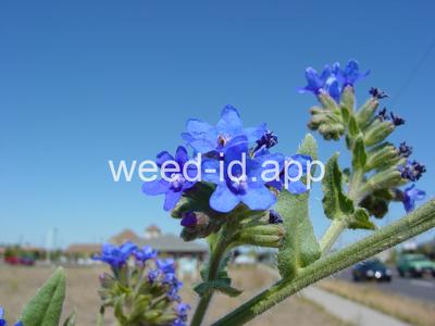 bugloss, common