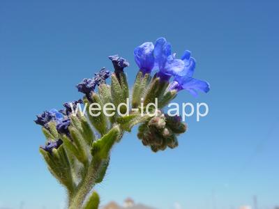 bugloss, common