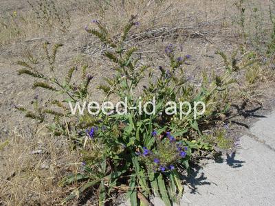 bugloss, common