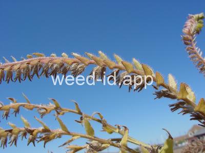 bugloss, common