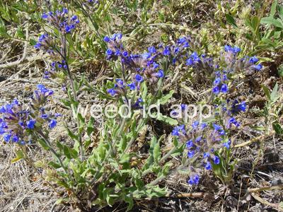 bugloss, common