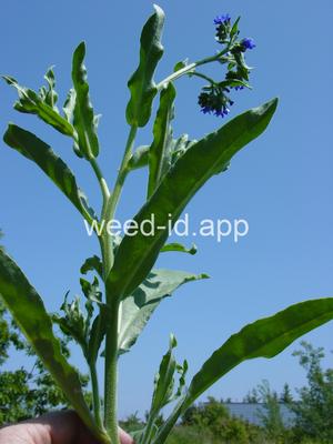 bugloss, common