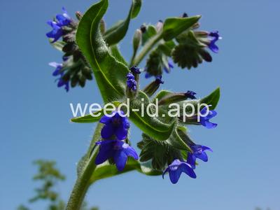 bugloss, common