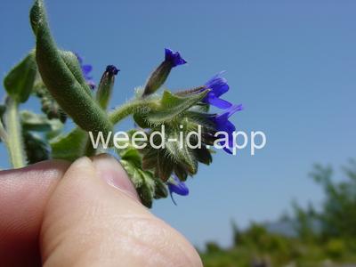 bugloss, common
