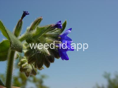 bugloss, common