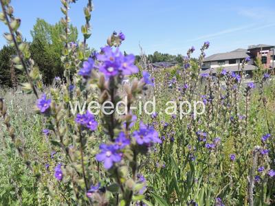 bugloss, common