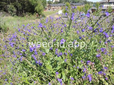 bugloss, common