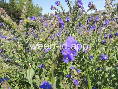 bugloss, common
