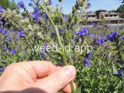 bugloss, common