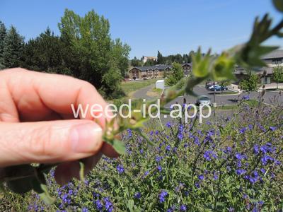 bugloss, common