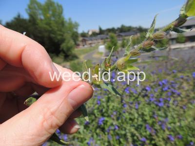bugloss, common