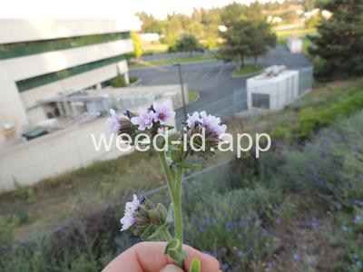 bugloss, common