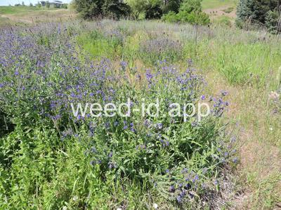 bugloss, common