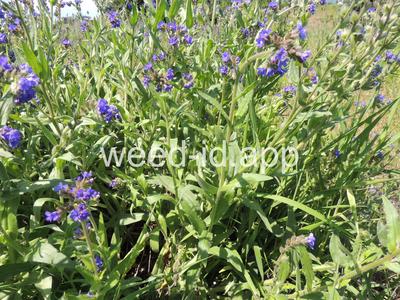 bugloss, common